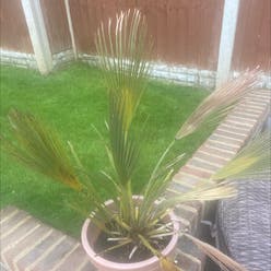 Mexican Fan Palm plant