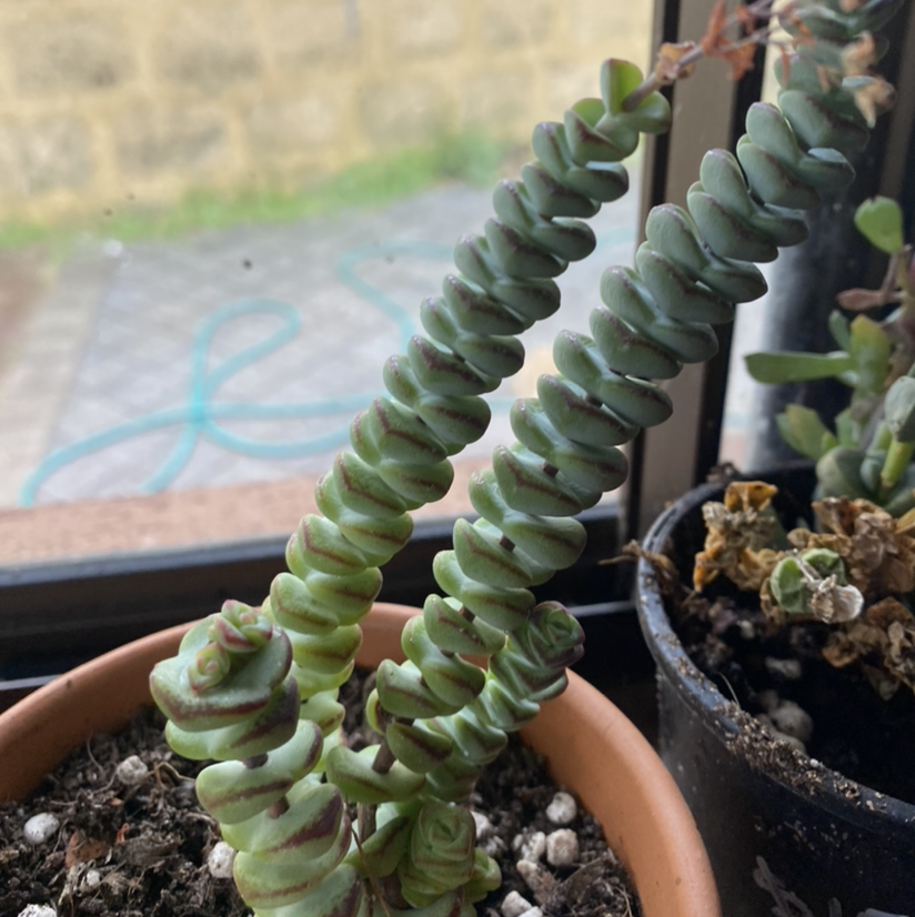 Jade Necklace plant with two prominent stems in a pot, soil visible.