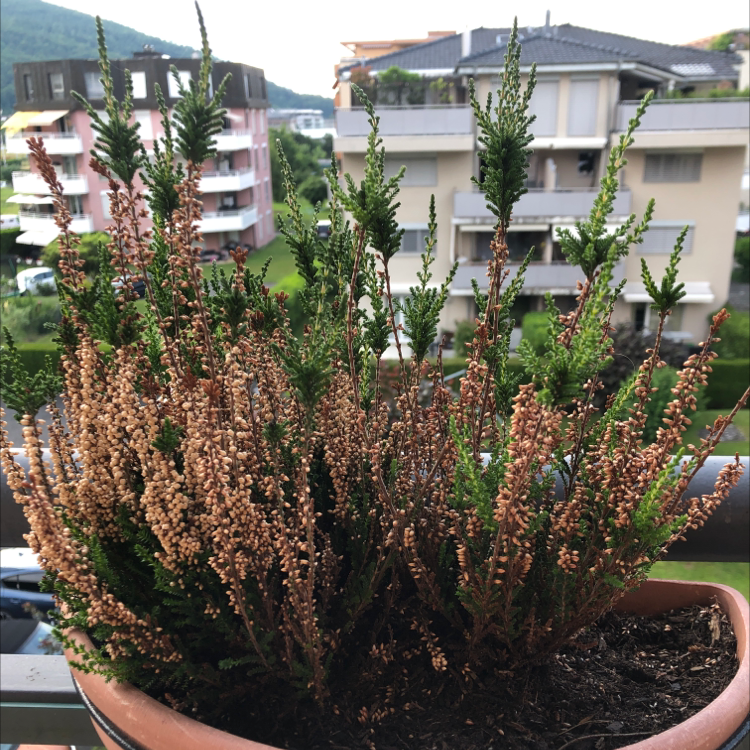 Potted Heather plant with significant browning on many branches, situated on a balcony.