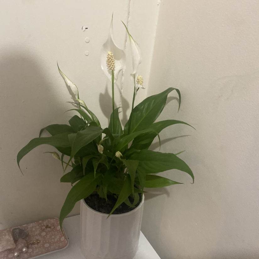 Peace Lily plant photo by Emilee named Chedder on Greg, the plant care app.