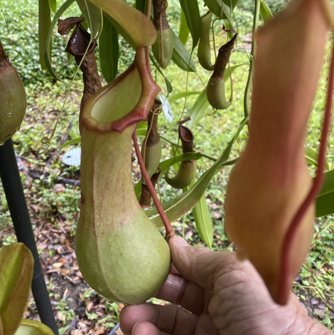 Hand holding a healthy, green mango fruit on the tree surrounded by lush foliage