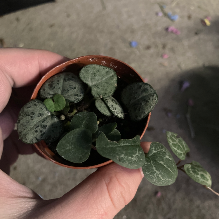 String of Hearts plant in a small pot held by a hand, showing healthy variegated leaves.