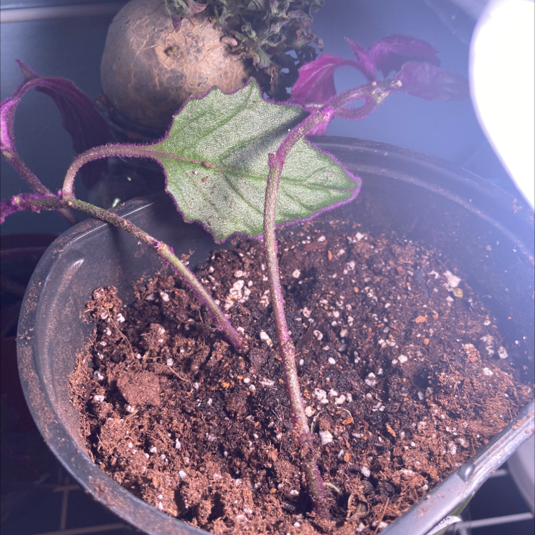 Purple Velvet Plant in a pot with visible soil and purple stems under artificial light.