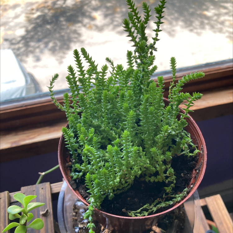 Healthy Rattail Crassula plant in a pot with visible soil, well-framed and in focus.