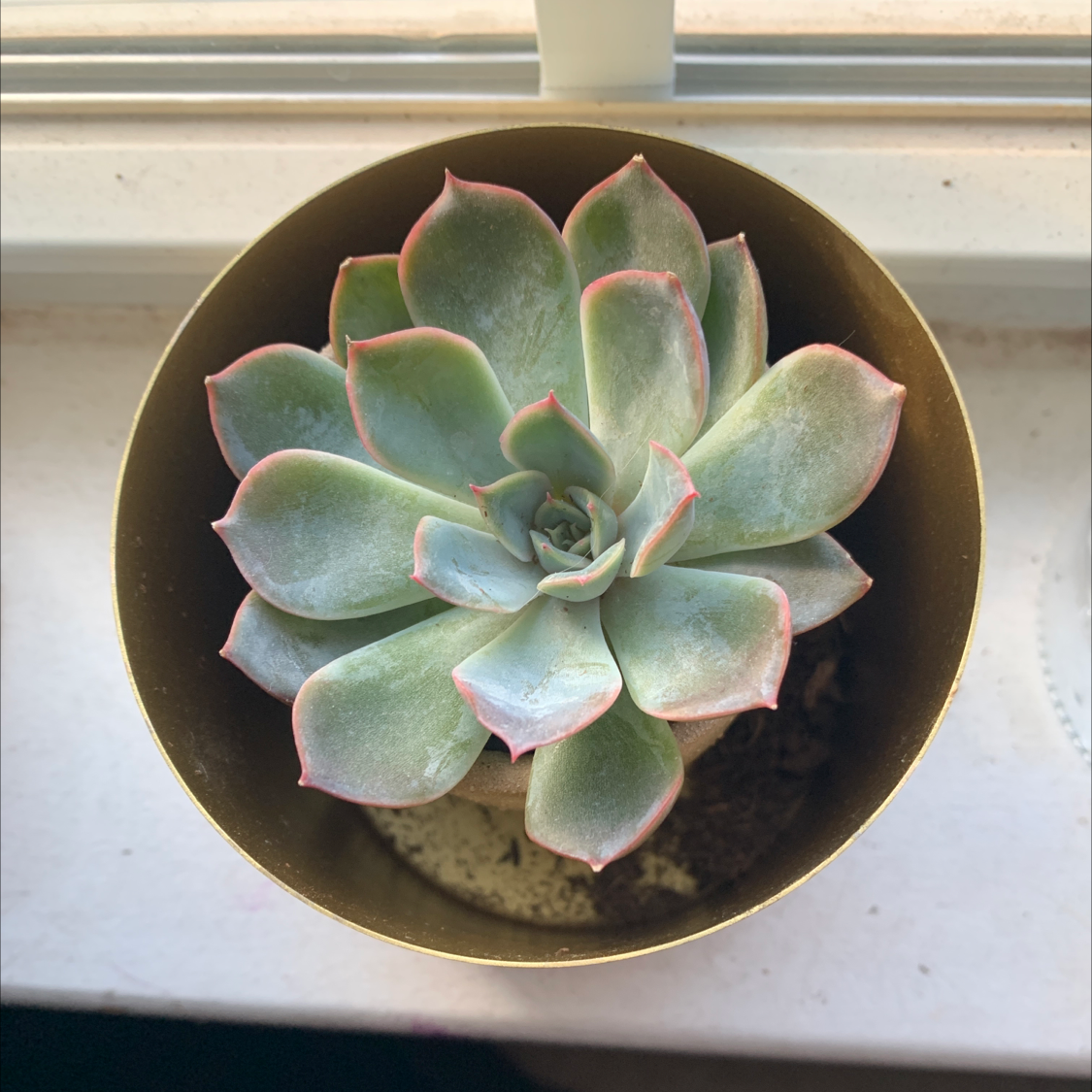 Echeveria purpusiorum succulent in a pot with green leaves and pinkish edges.