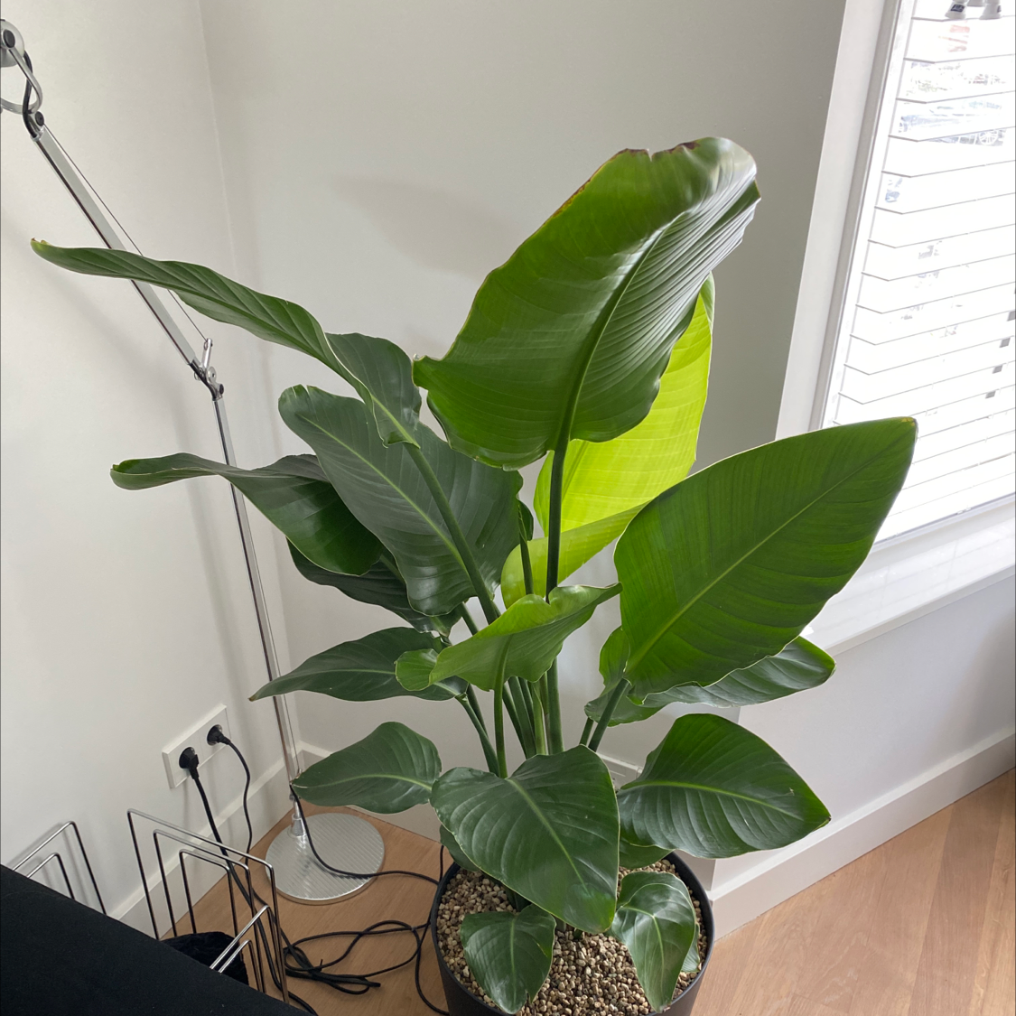 Photo of the plant species Bird of Paradise by @Boiya named Big Plant 🤟🏻 on Greg, the plant care app