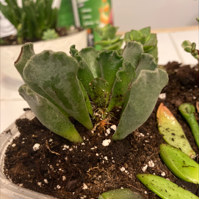 Pillow Feet Crinkle Leaf Plant with visible soil and some browning and yellowing leaves.