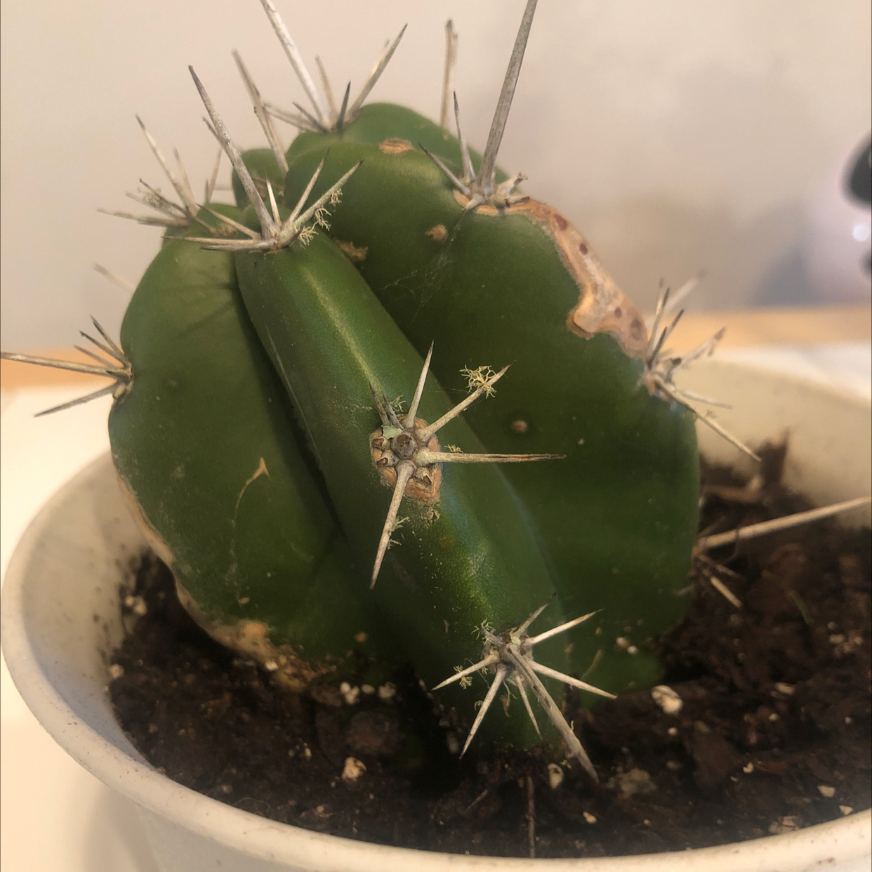 Blue Columnar Cactus with visible browning and discoloration, potted in soil.