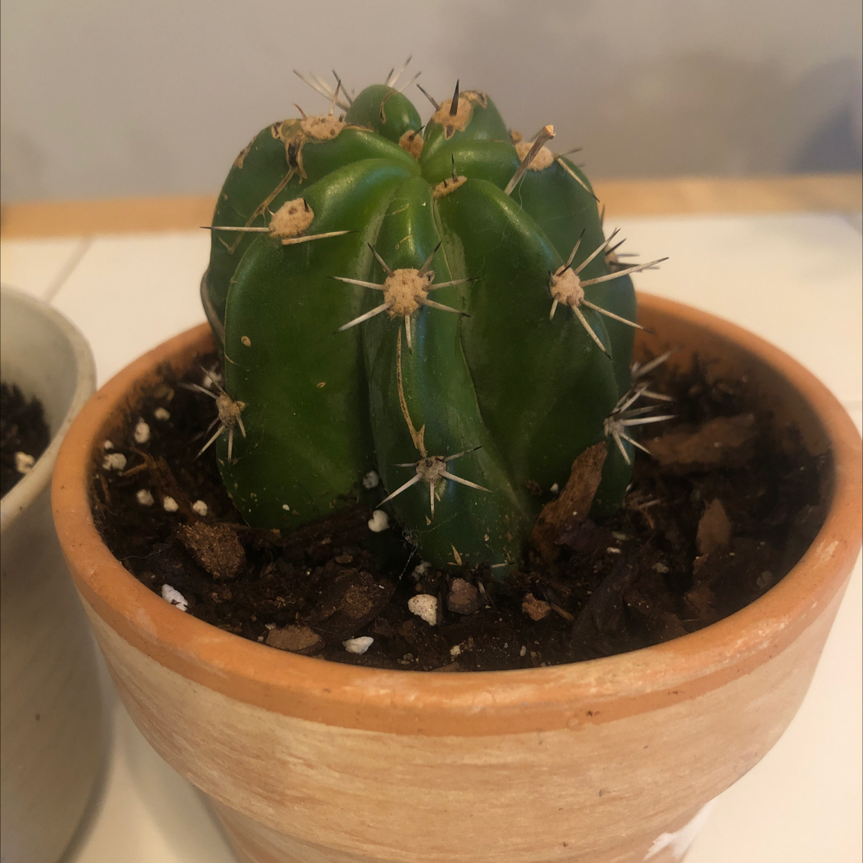 Blue Columnar Cactus in a terracotta pot with visible soil.