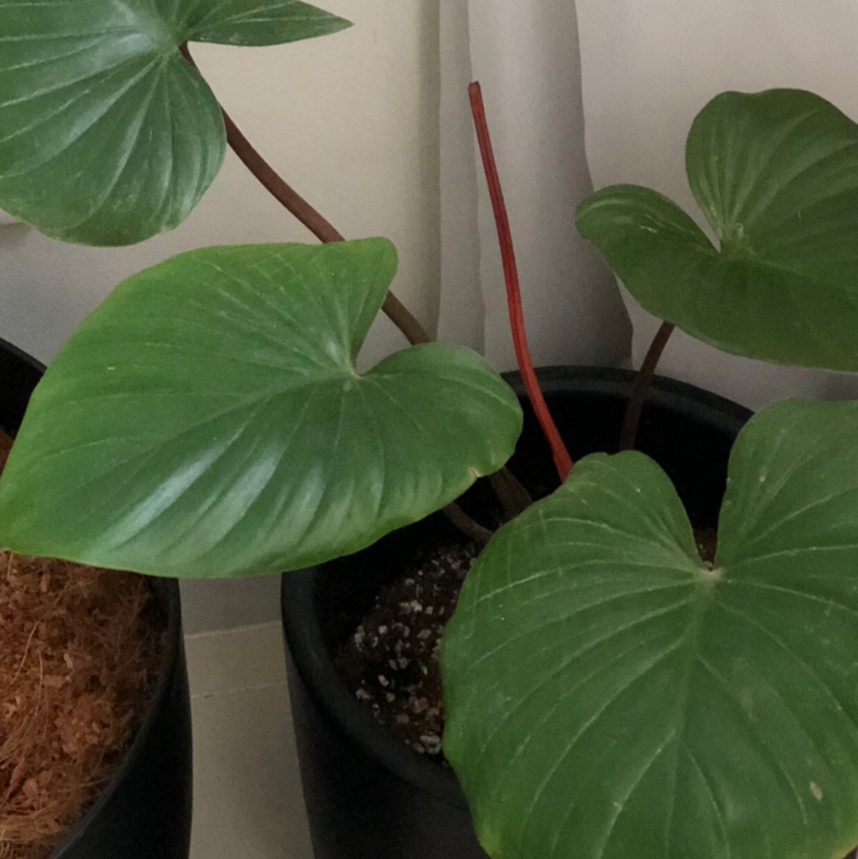 Photo of the plant species Homalomena truncata by @gkat named jimmi on Greg, the plant care app