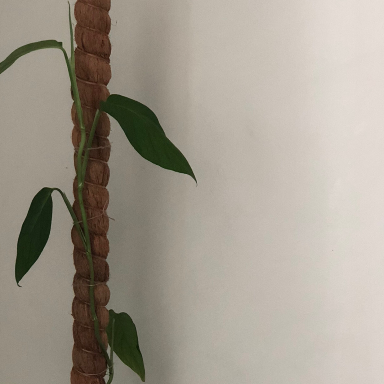 Monstera adansonii 'Laniata' plant climbing a support with healthy green leaves.
