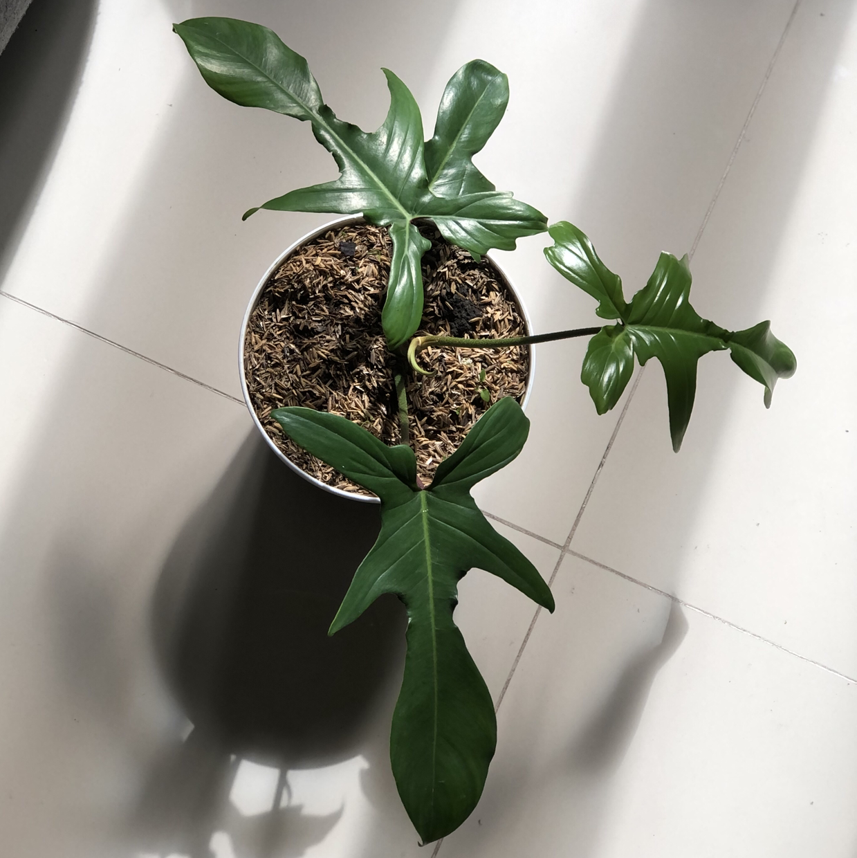 Philodendron 'Florida Beauty' plant in a pot with visible soil, healthy leaves.