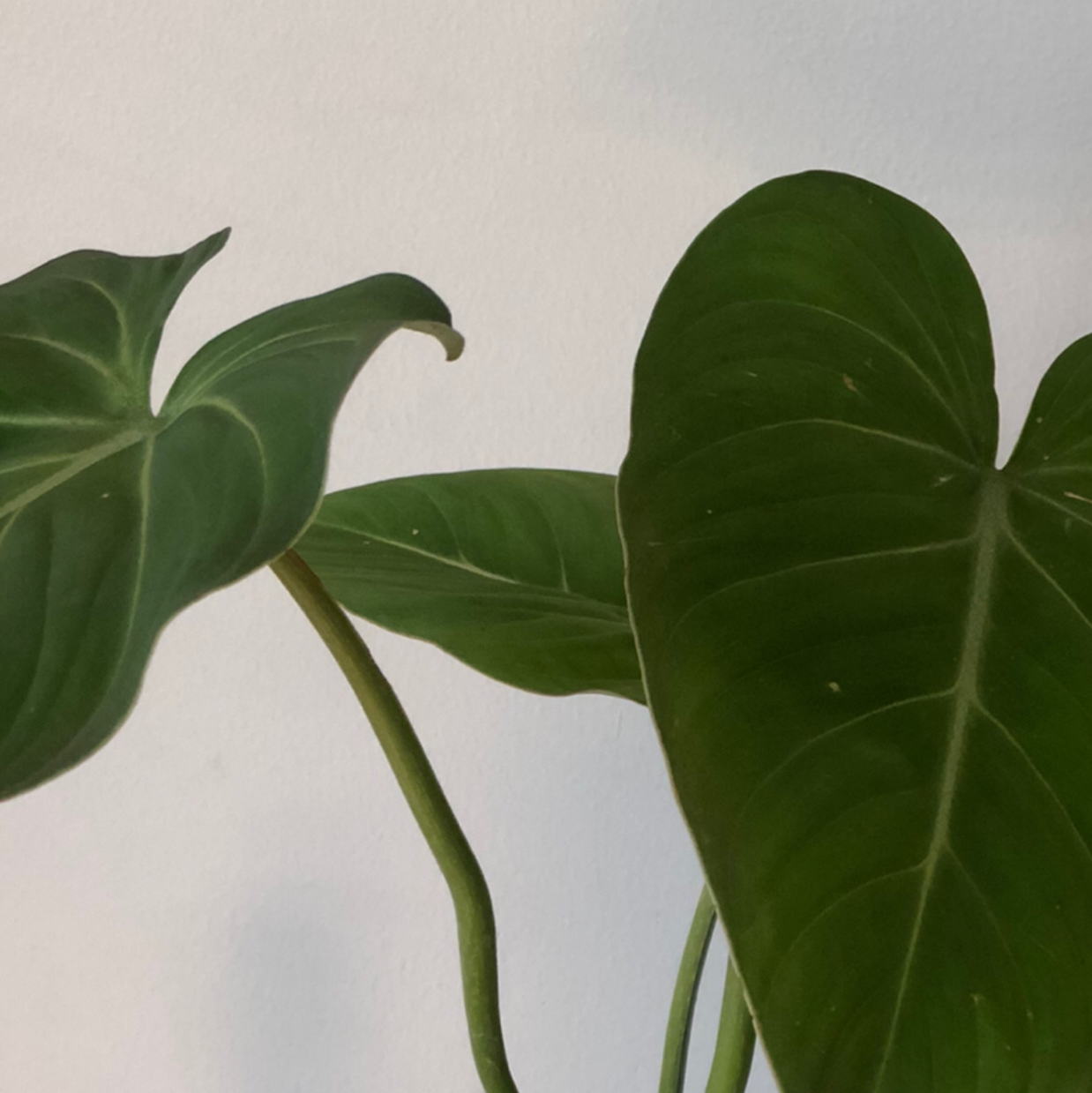 Photo of the plant species Philodendron gloriosum by @gkat named jupiter on Greg, the plant care app