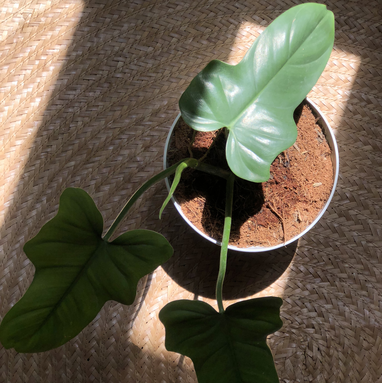 Horsehead Philodendron in a pot with visible soil, healthy green leaves, well-framed and in focus.