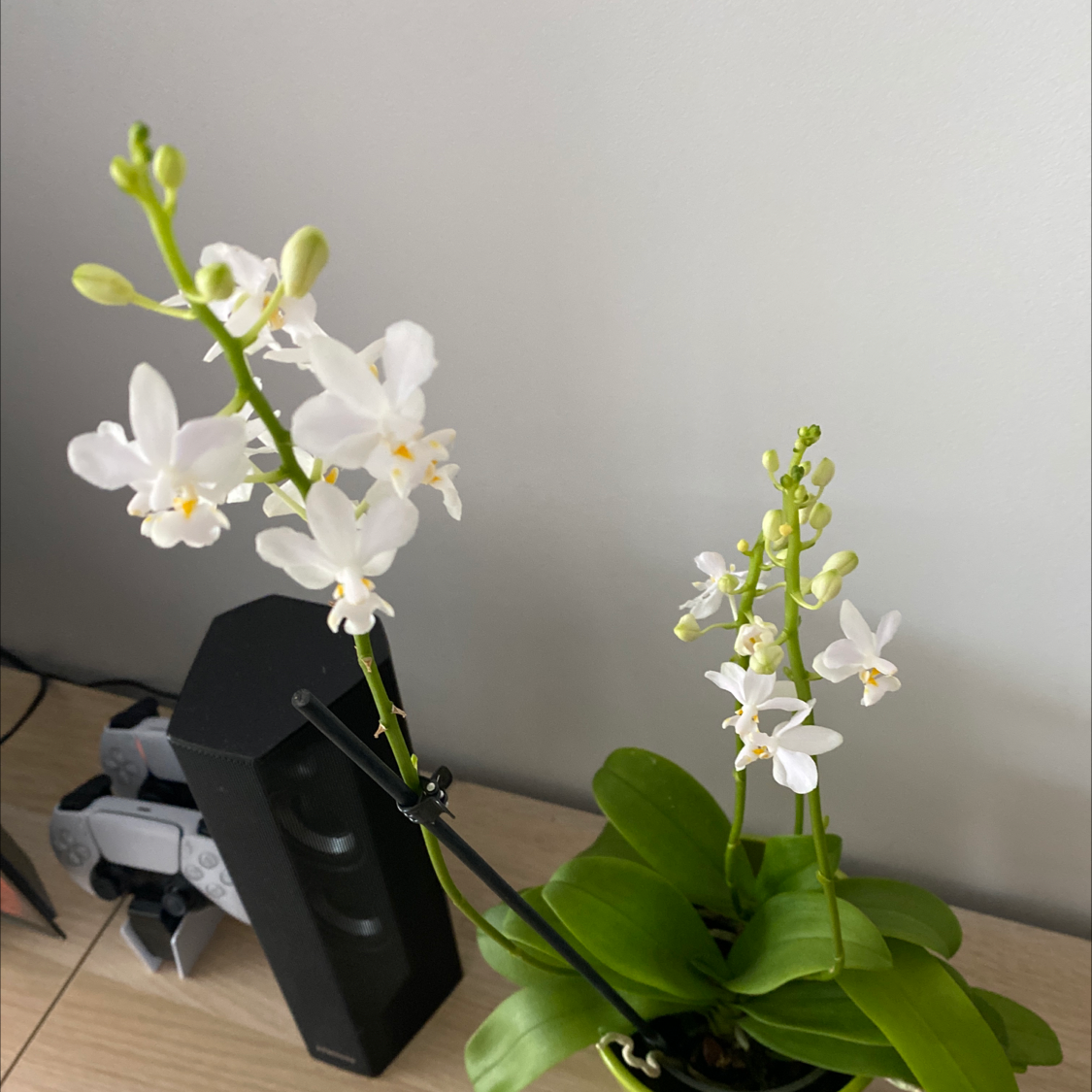 Photo of the plant species Doritis pulcherrima by Oana named Doritis pulcherrima on Greg, the plant care app