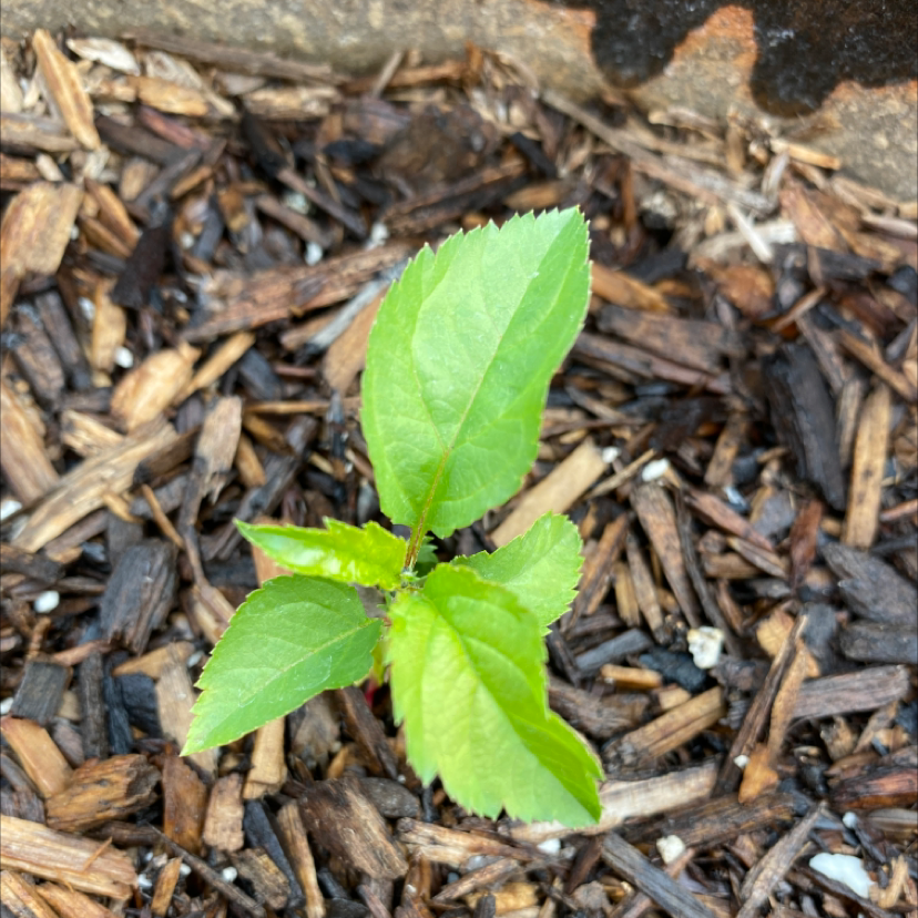 Photo of the plant species Acalypha Rhomboidea by Michelle named Your plant on Greg, the plant care app