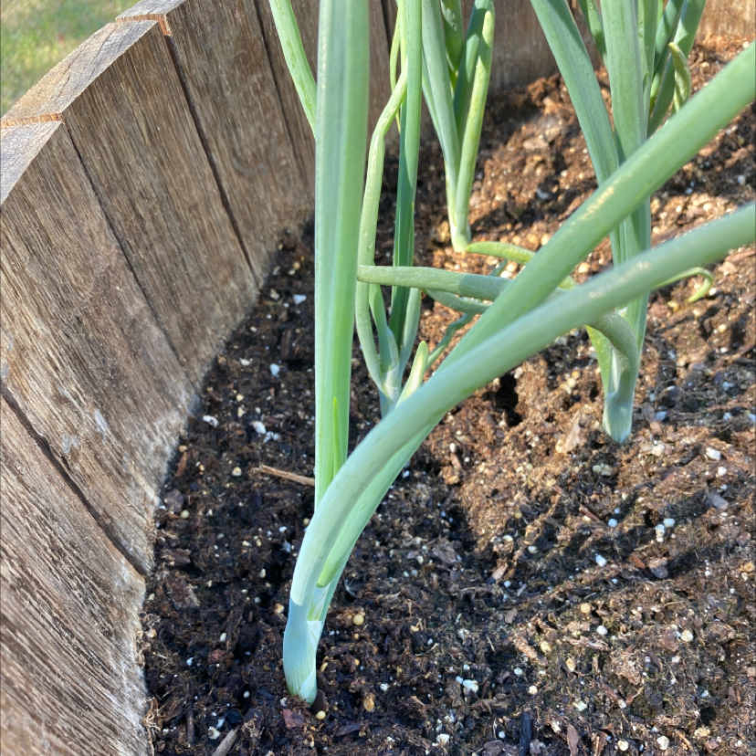 Globe Onion plant growing in a wooden container with visible soil.