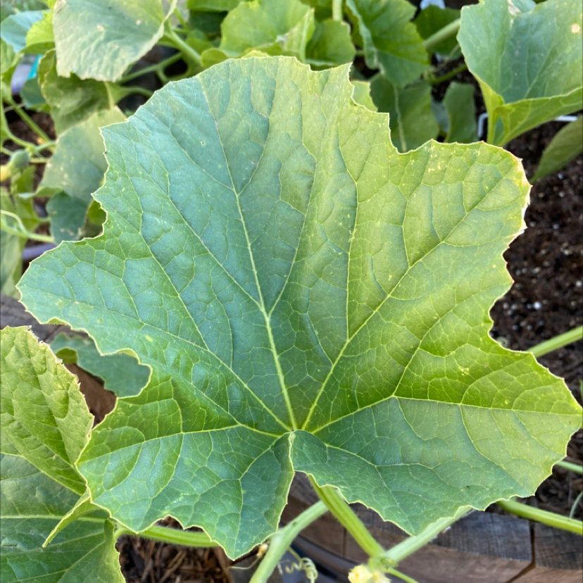 Healthy green leaf of a Summer Squash plant with visible soil in the background.