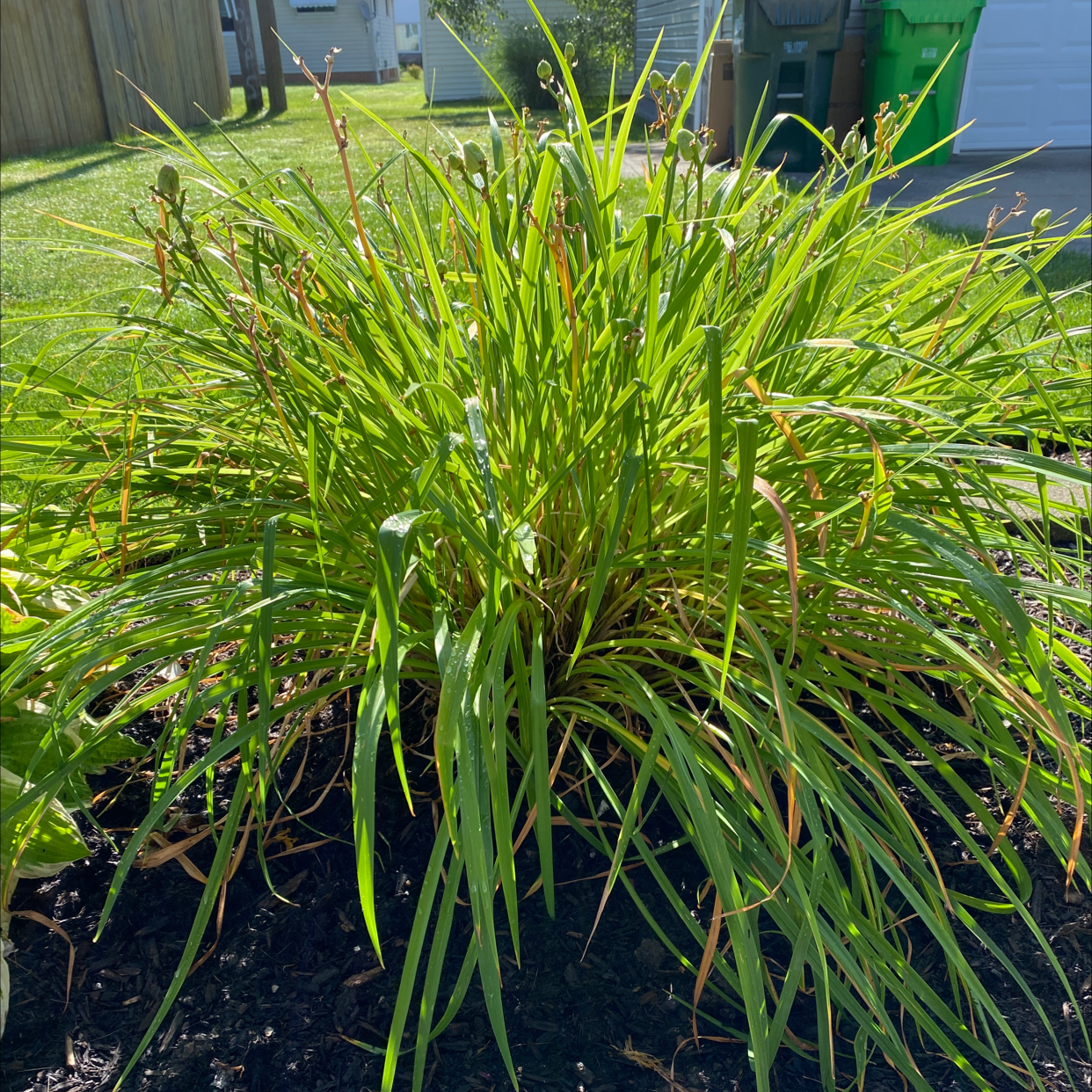 Yellow Daylily plant with long, narrow leaves and slight browning at the tips in a garden bed.