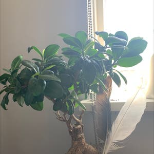Ficus Ginseng plant photo by Emila named Patricia on Greg, the plant care app.