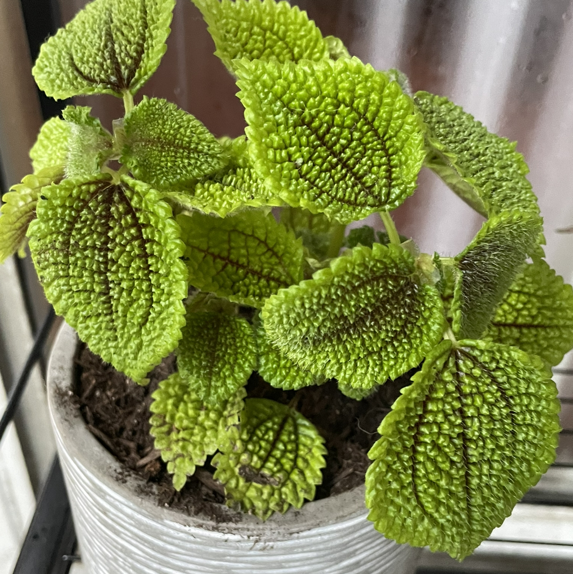 Pilea 'Moon Valley' plant in a pot with vibrant green, textured leaves.