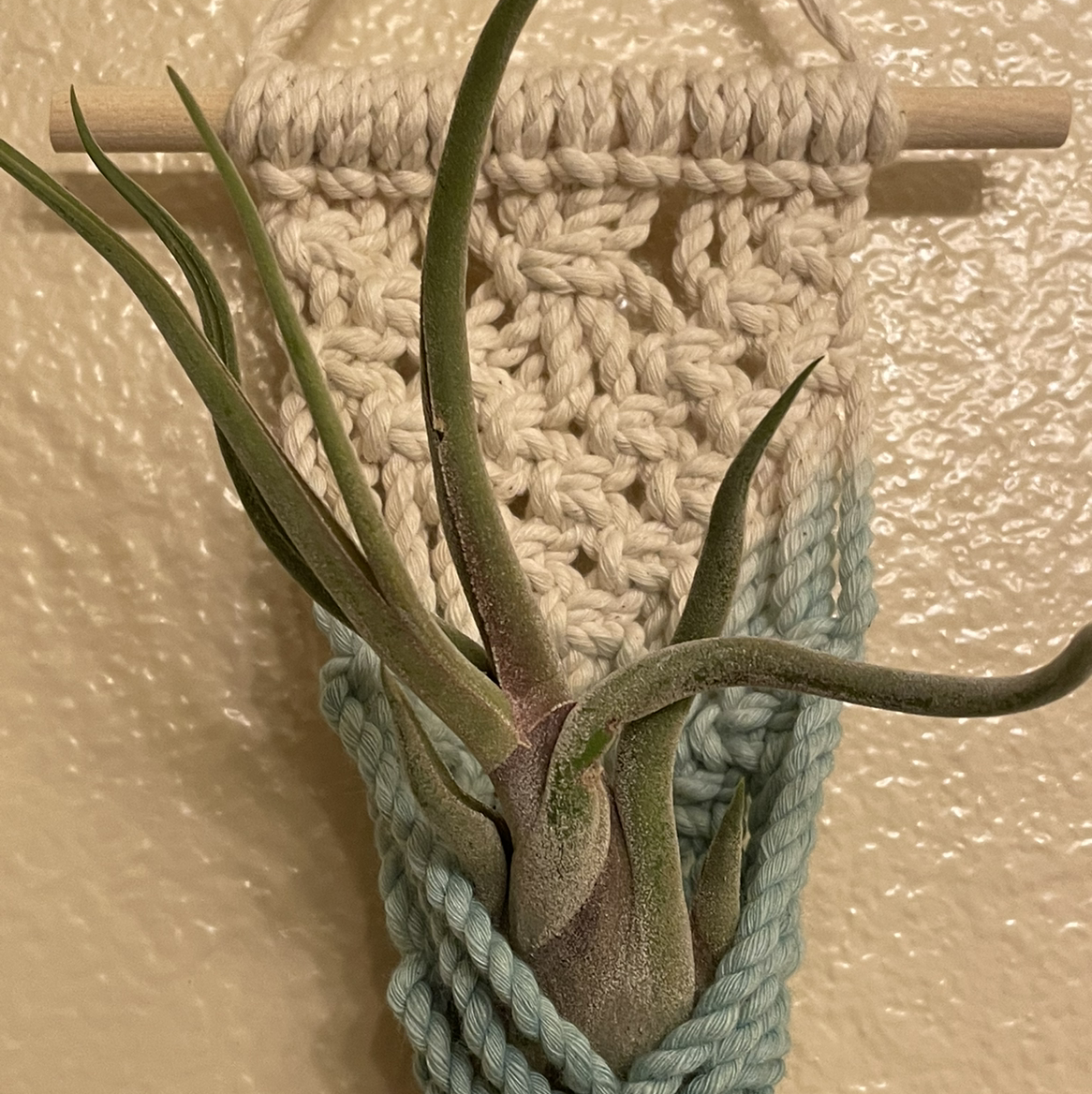 Bulbosa Air Plant mounted on a decorative macrame hanger against a textured wall.
