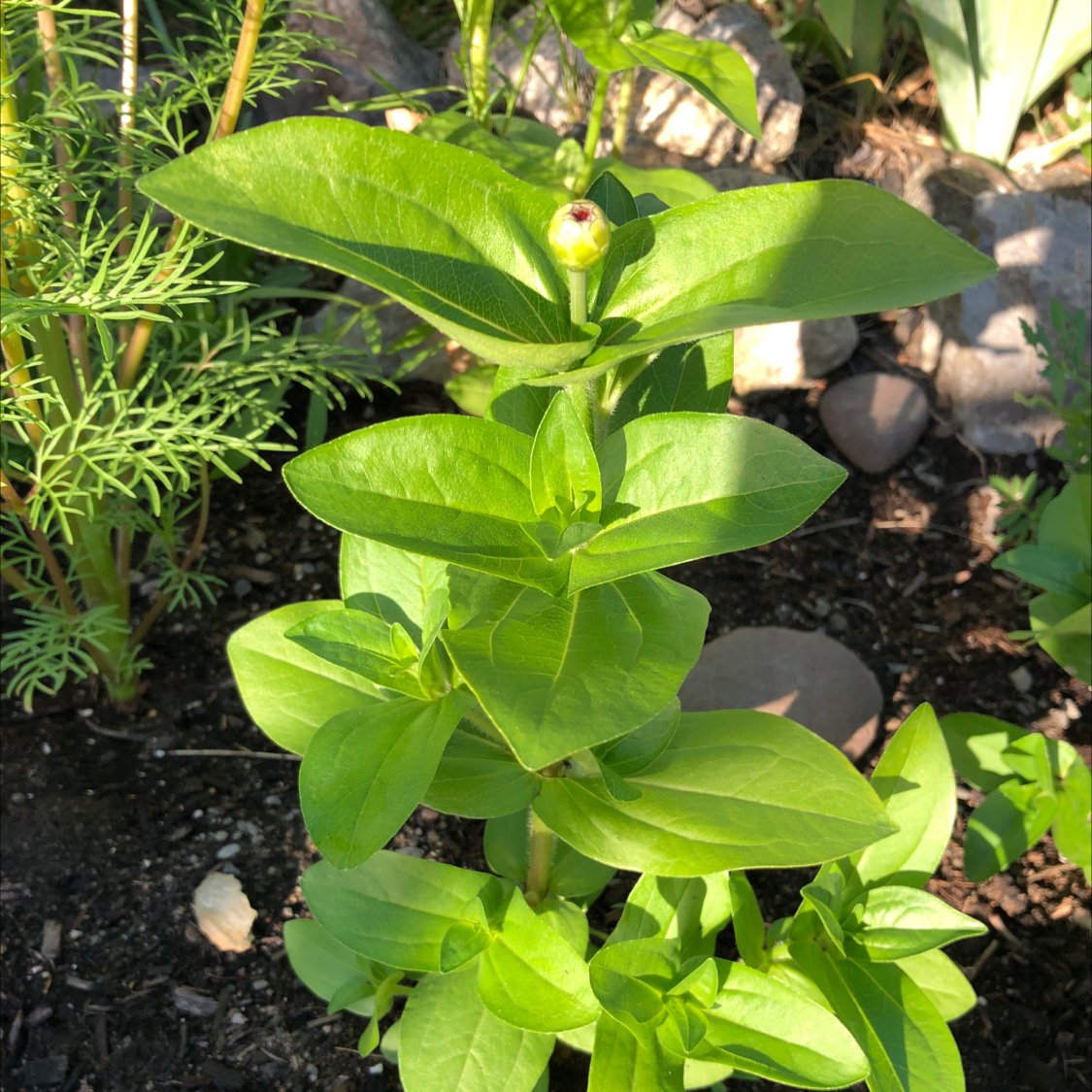 Best Soil Potting Mix for Common Zinnia