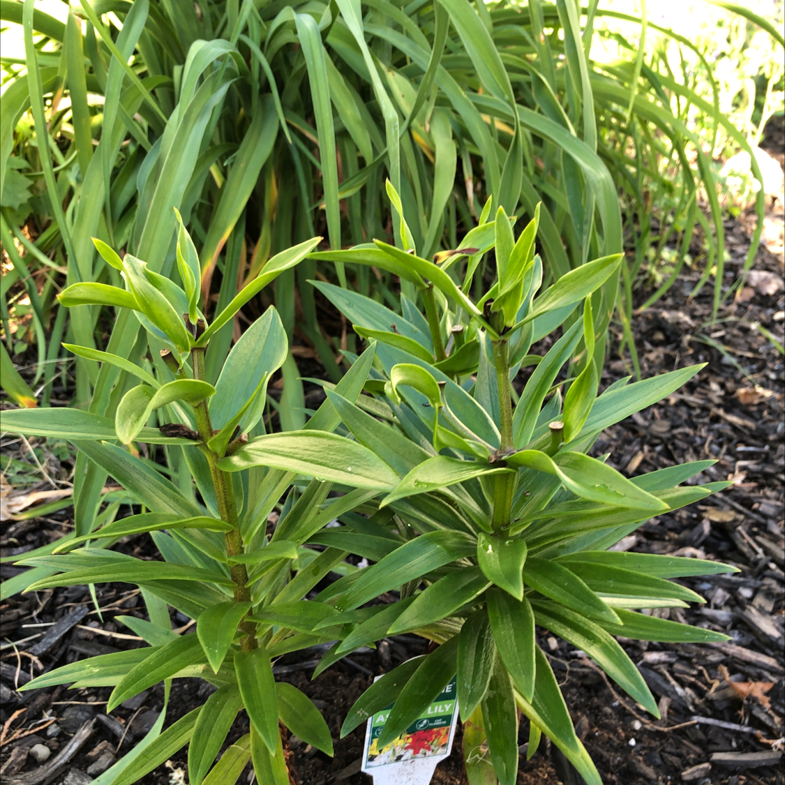 Two young Tiger Lily plants with green leaves, planted in soil with mulch.