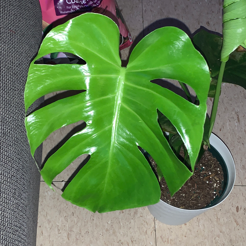 Monstera plant photo by @ShellyMarie named Lola on Greg, the plant care app.