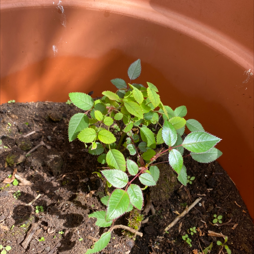 Healthy Chinese Elm bonsai tree with bright green leaves planted in dark soil in a brown ceramic pot.