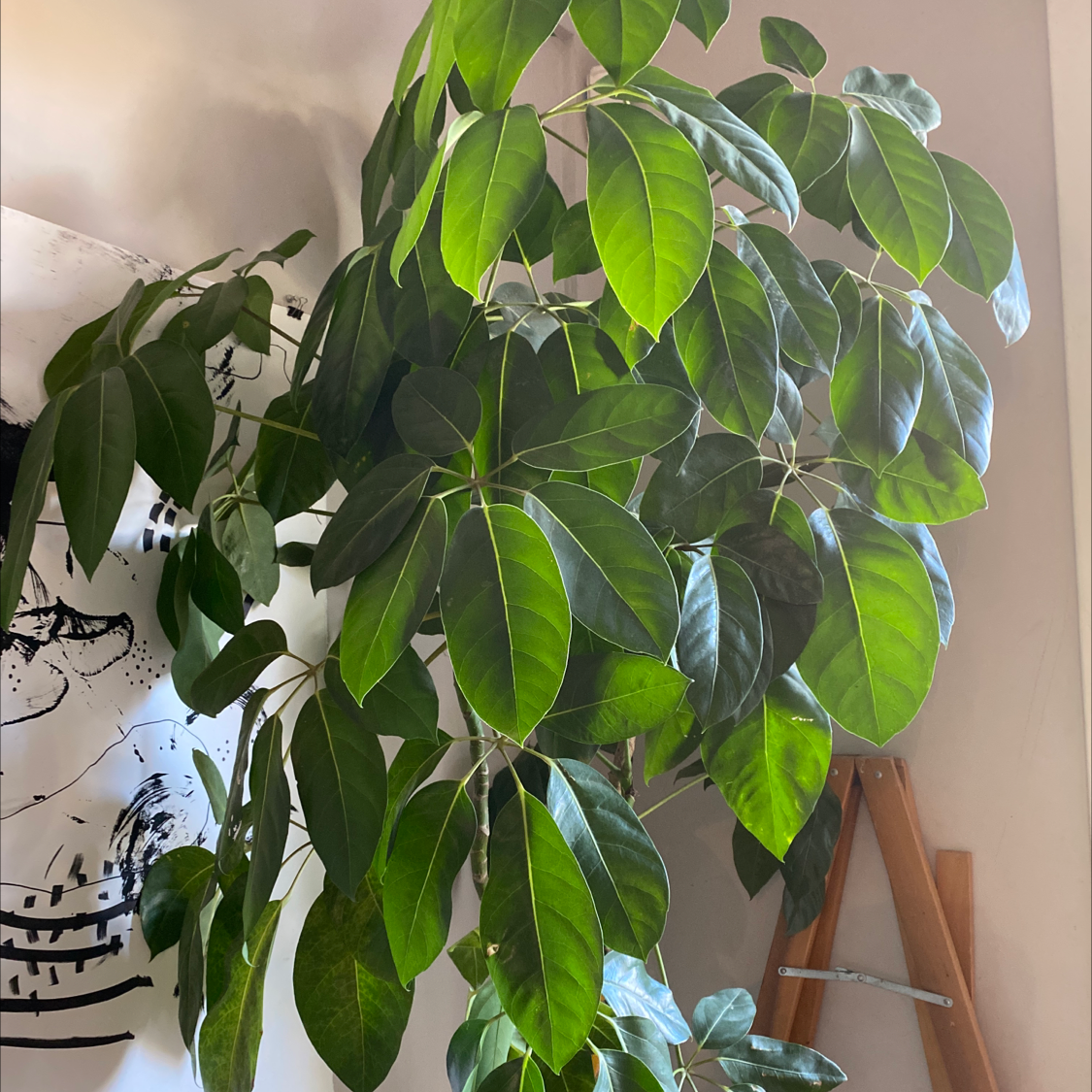 Umbrella Tree Root Rot Solutions