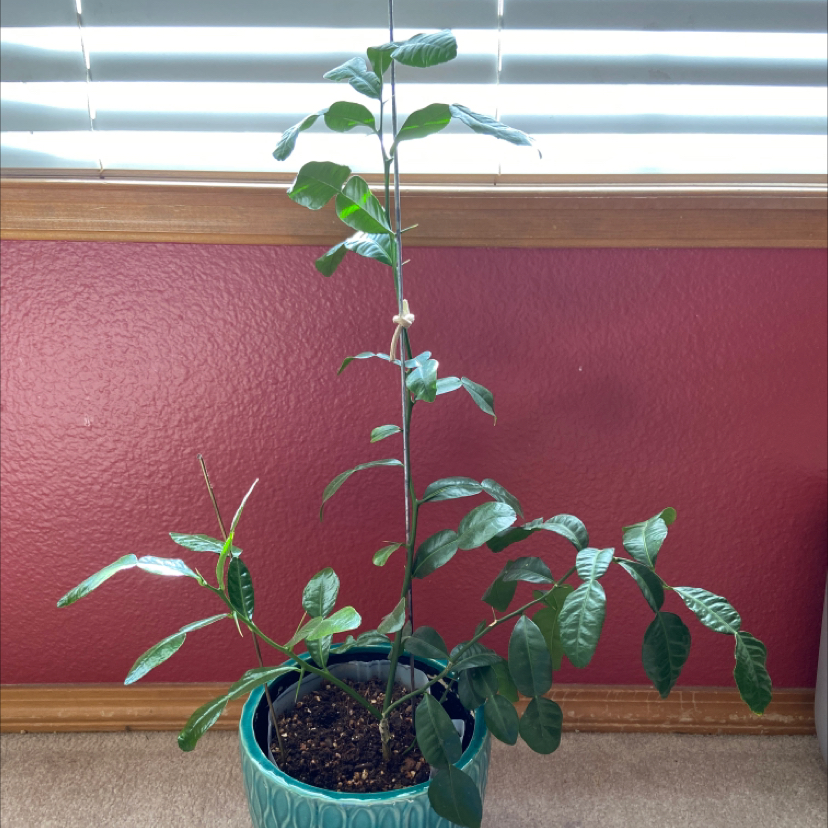 Photo of the plant species Makrut Lime by @Natedogg named Coy plant on Greg, the plant care app