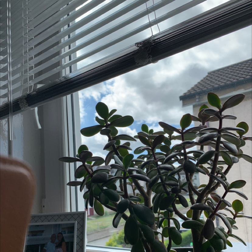 Lucky Plant plant photo by Carolanne named Sol on Greg, the plant care app.