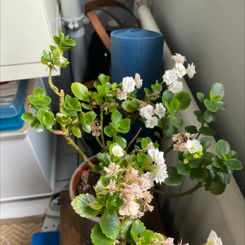 Florist Kalanchoe plant photo by Gillian named Orlando Bloom on Greg, the plant care app.