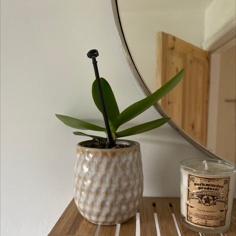 Mini Phalaenopsis Orchid in a ceramic pot on a wooden surface with a mirror and candle in the background.