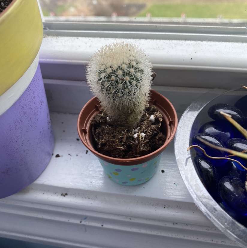 Healthy potted lace hedgehog cactus with dense spines in a colorful pot on a windowsill.