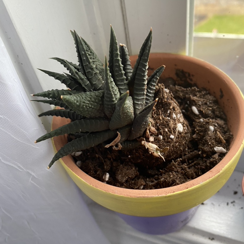 A healthy Haworthia limifolia succulent with thick triangular leaves in a compact rosette, planted in a terracotta pot.