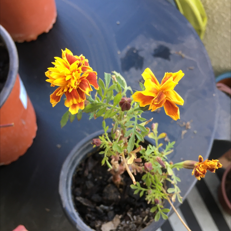 Photo of the plant species African Marigold by @renataruizpozo named anya on Greg, the plant care app