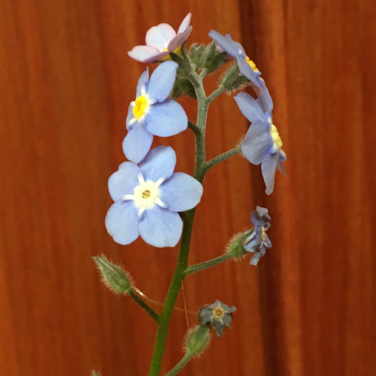 Close-up of a healthy Asian Forget-Me-Not with small blue flowers against a wooden background.