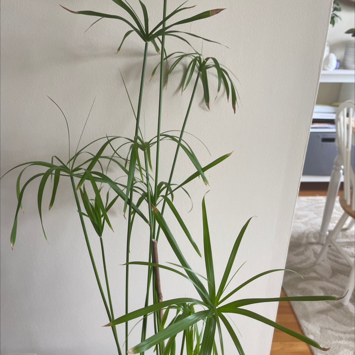 Umbrella Papyrus plant with green stems and umbrella-like leaf clusters.