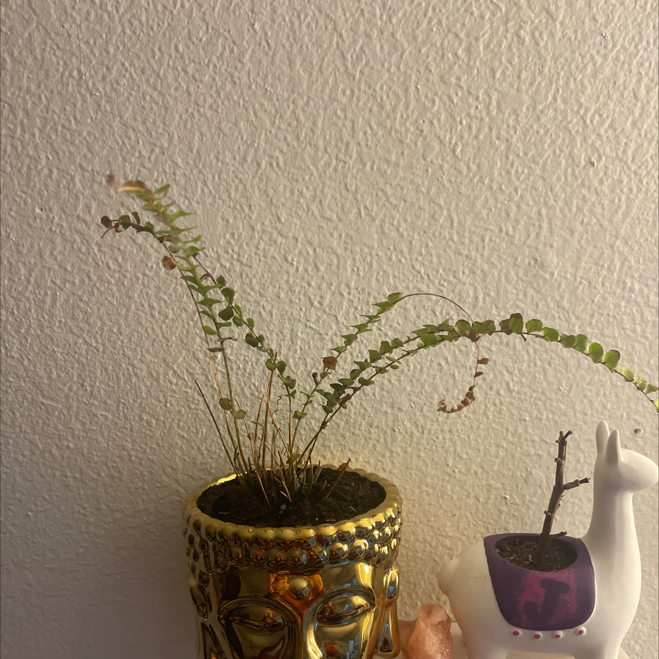 Pellaea rotundifolia plant in a decorative pot with some yellowing and browning leaves.