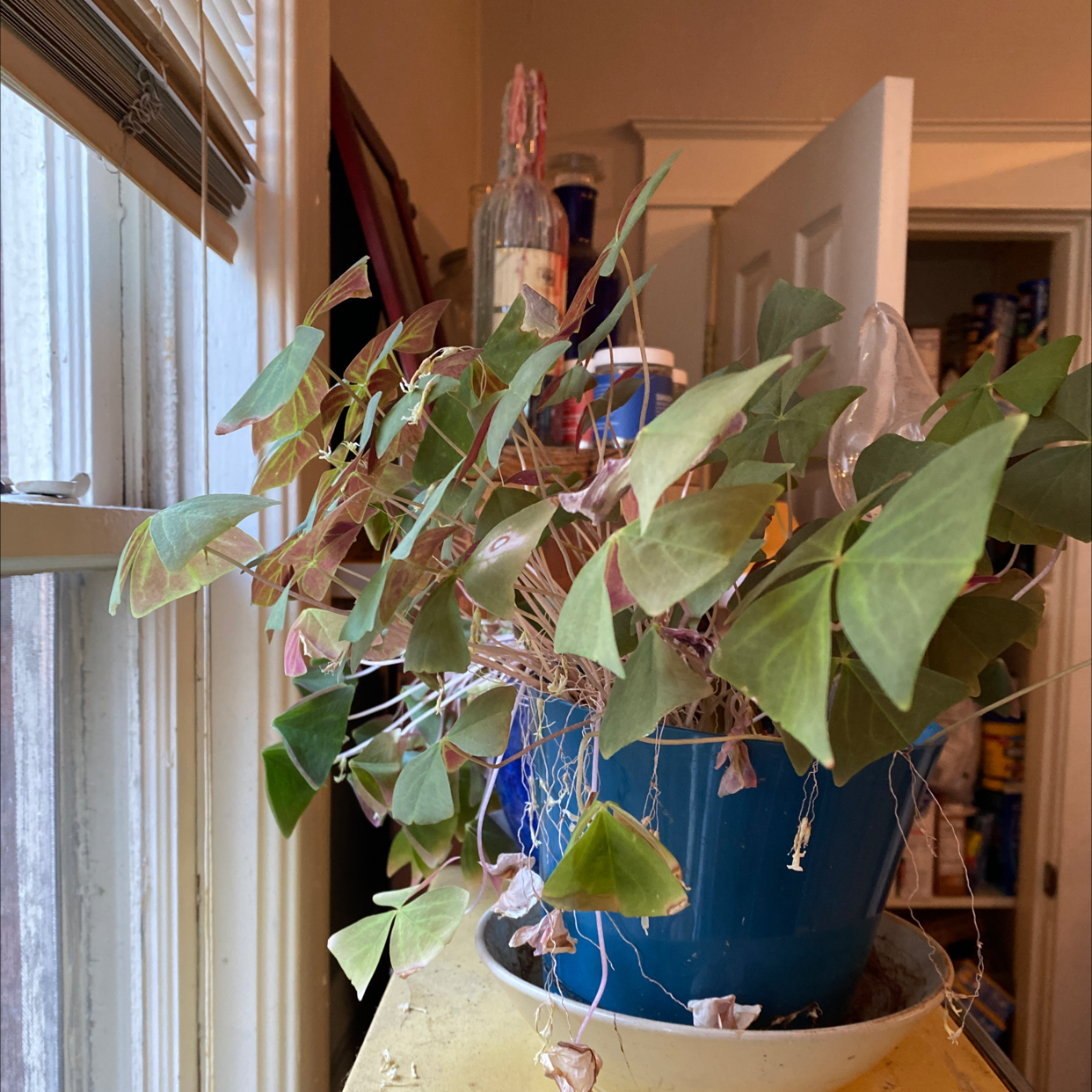 Healthy potted Purple Shamrock plants with large, vibrant purple triangular leaves, sitting on a ledge in a cozy interior room.