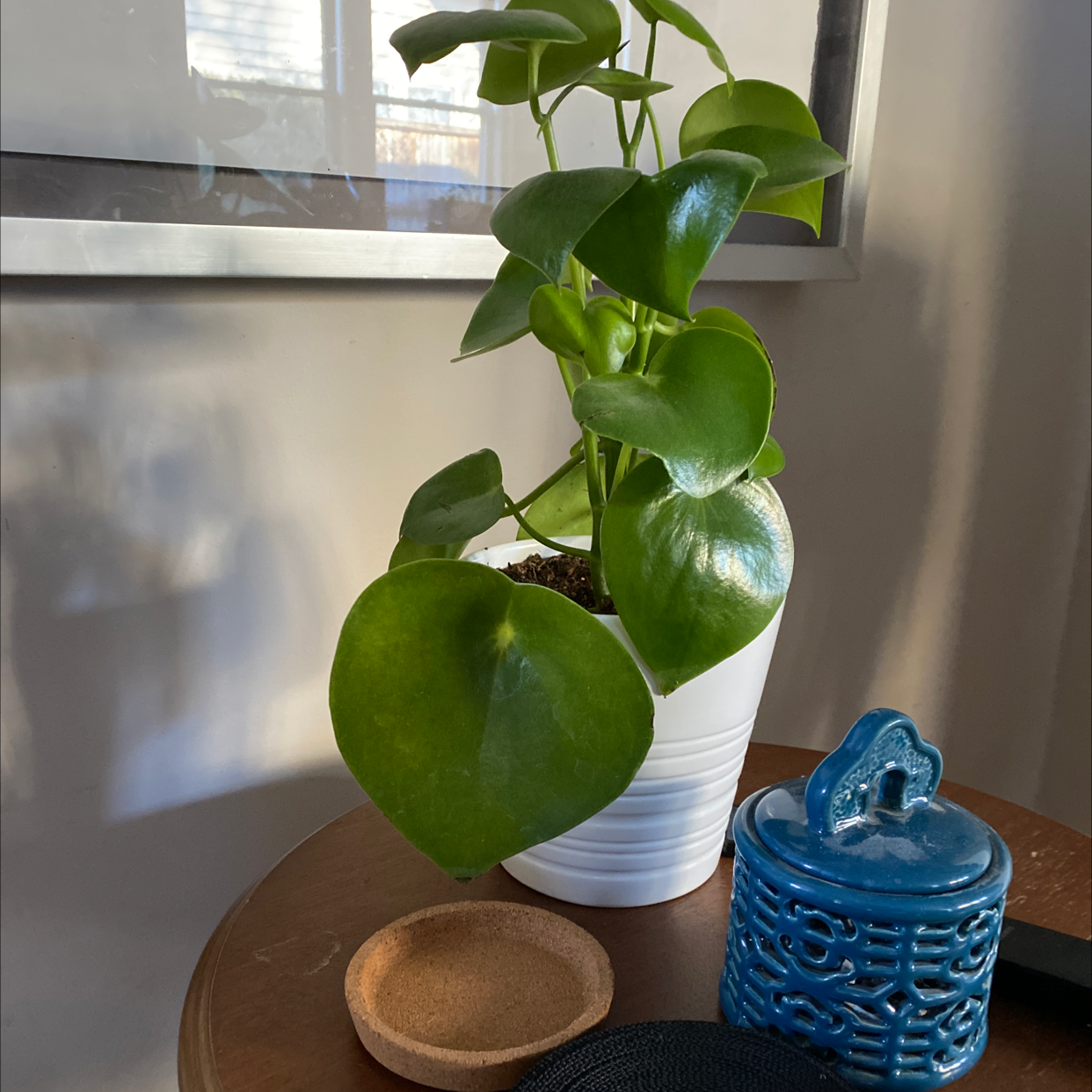 Healthy Raindrop Peperomia plant in a white pot on a table with a blue ceramic container.