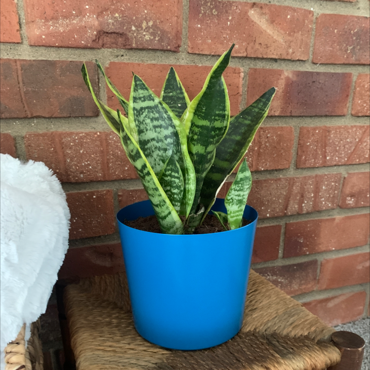 Snake Plant plant photo by @victoriarae23 named Azul on Greg, the plant care app.
