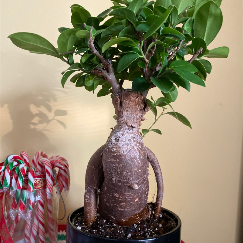 Photo of the plant species Fukien Tea Tree by @Plantashak named Groot on Greg, the plant care app