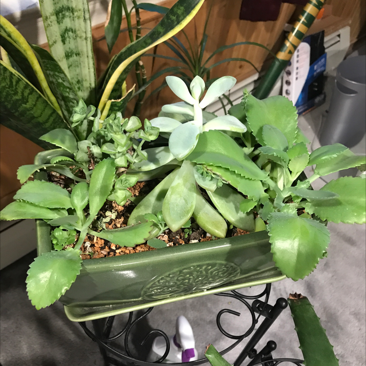 Thriving variegated succulent Kalanchoe pinnata in green rectangular pot, lush mottled green and white leaves, no signs of disease.