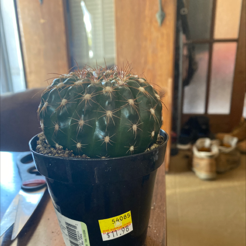 Photo of the plant species Spider Cactus by @Jazzybea1 named Brian on Greg, the plant care app