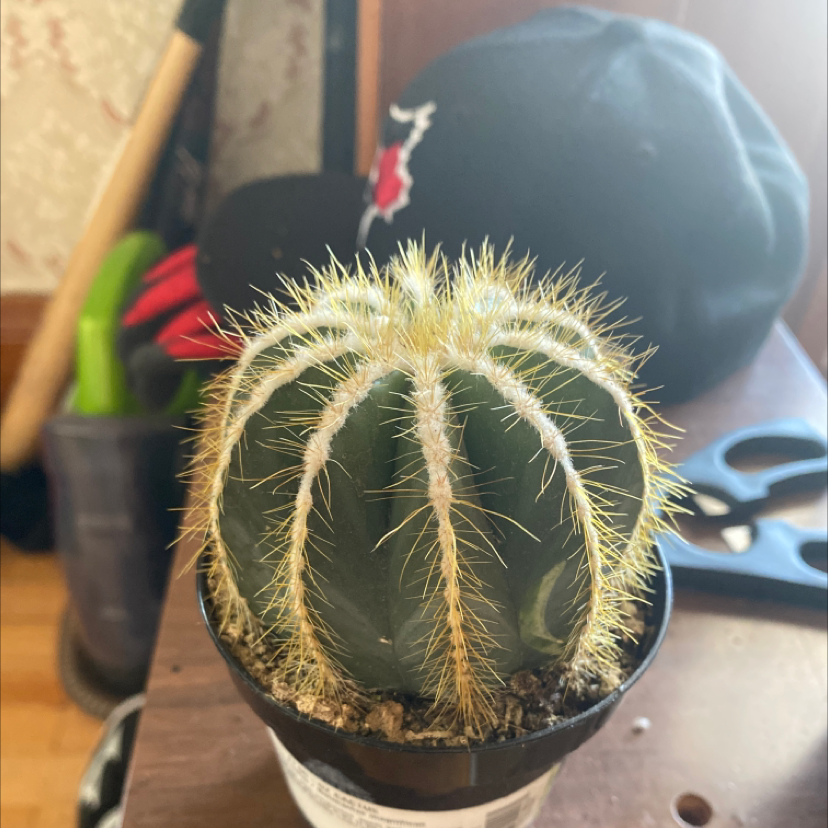 Photo of the plant species Balloon Cactus by @Jazzybea1 named Steve on Greg, the plant care app