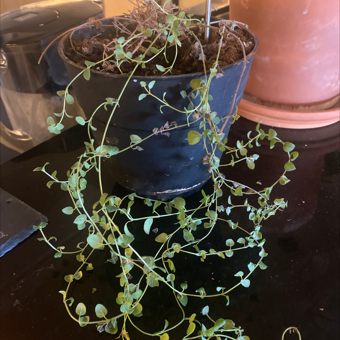 A healthy, thriving oregano plant with delicate green leaves growing in a small blue ceramic pot. The soil is visible and moist.