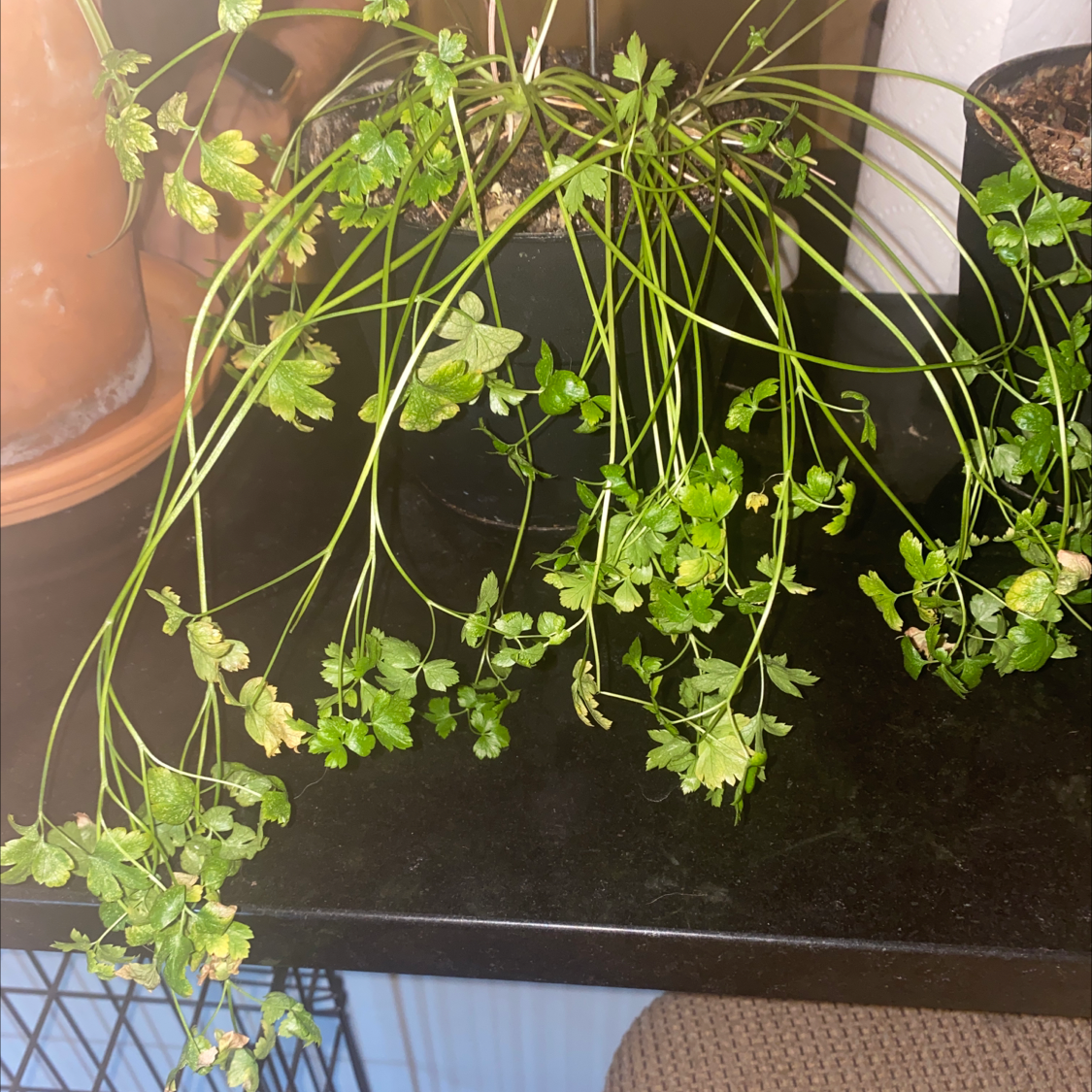 Italian Parsley plant with drooping stems and green leaves in a pot on a dark surface.
